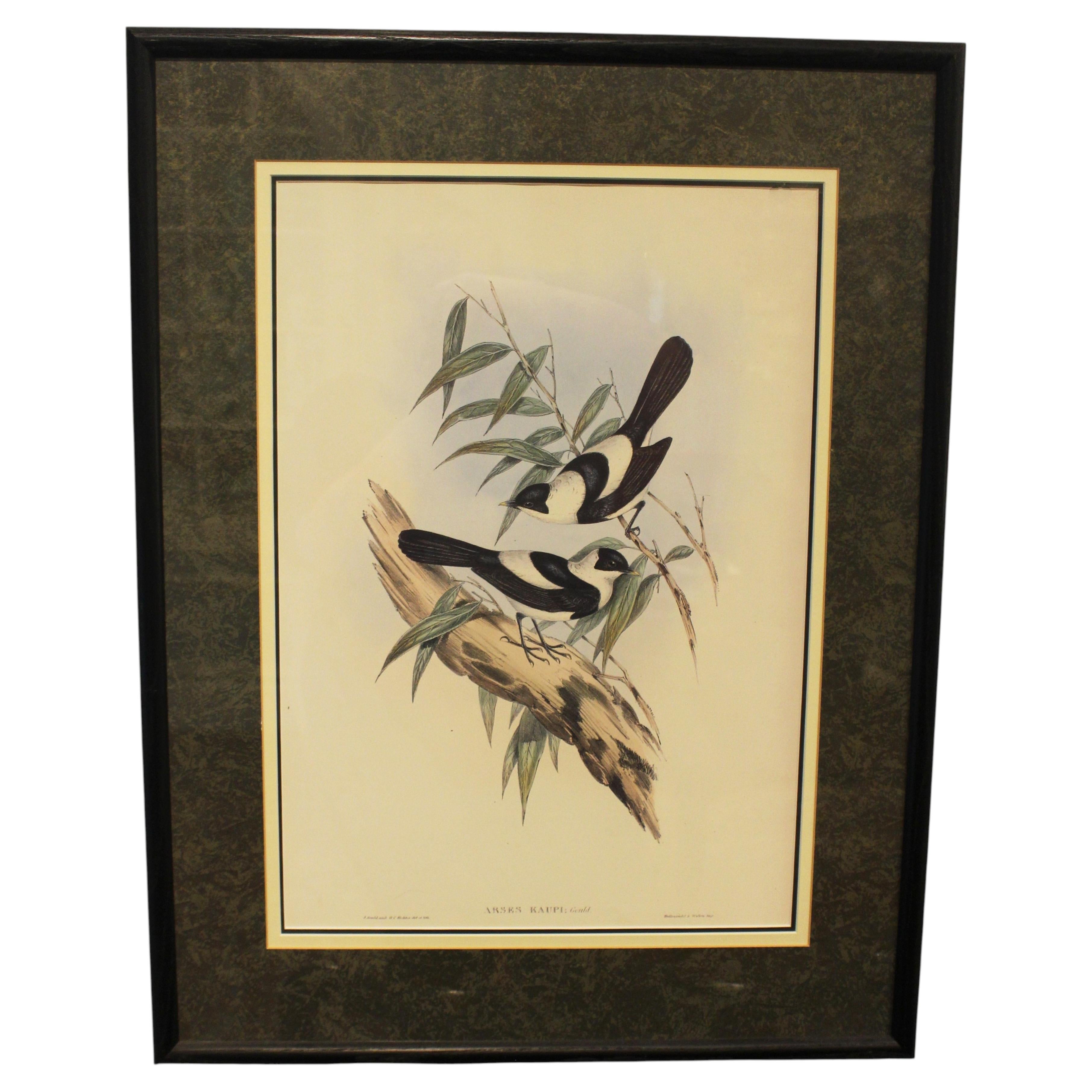 WP-2668z: 1970s English Framed Reproduction of Gould's Kaup's Flycatcher Lithograph