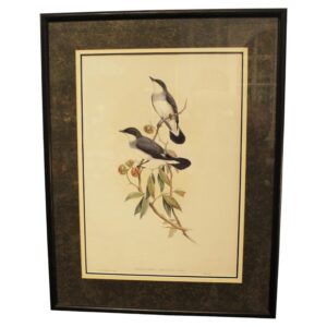 WP-2669z: 1970s English Framed Reproduction of Gould's White Tailed Robin Lithograph