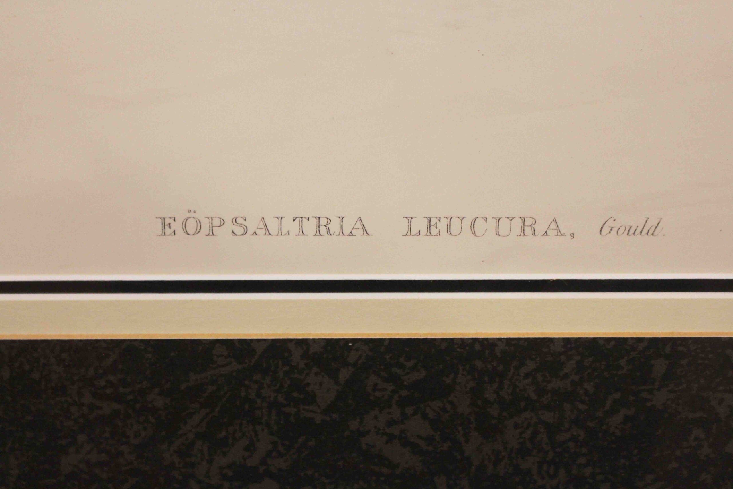 WP-2669z: 1970s English Framed Reproduction of Gould's White Tailed Robin Lithograph - Image 2