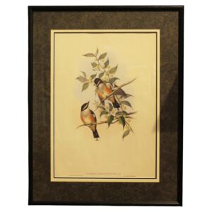 WP-2670z: 1970s English Framed Reproduction of Gould's Buff Sided Robin Lithograph