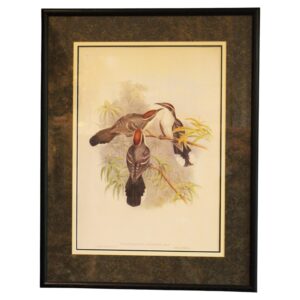 WP-2671z: 1970s English Framed Reproduction of Gould's Chestnut-Crowned Pomatorhinus Lithograph