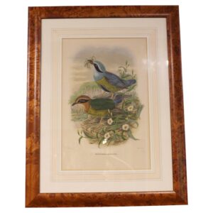 WP-2677z: Circa 1893-1895 English Framed Lithograph of the Eucichla Ellioti by William Matthew Hart