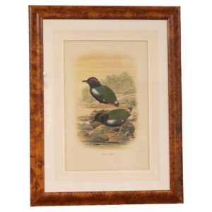 WP-2675z: 1893 English Framed Lithograph of the Pitta Iris by William Matthew Hart